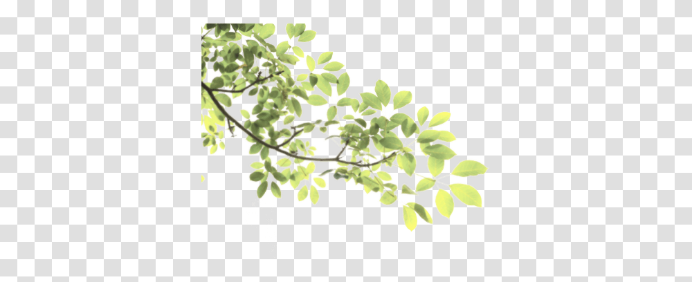 Download Leaves Tree Branch Sticke Nature Freetoedit Green Pancha Kriya, Plant, Floral Design, Pattern, Graphics Transparent Png