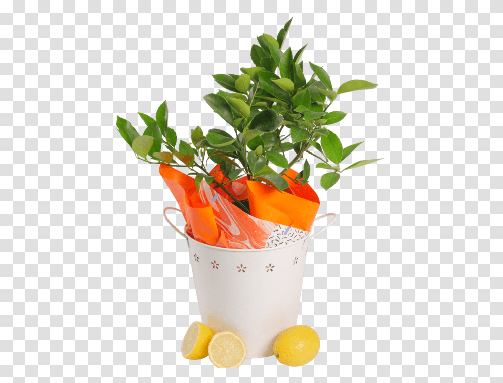Download Lemon Tree Flowerpot, Plant, Bucket Transparent Png