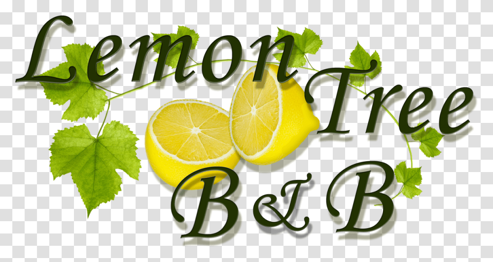 Download Lemon Tree Logo Sweet Lemon Image With No Grape Leaf, Plant, Citrus Fruit, Food, Orange Transparent Png