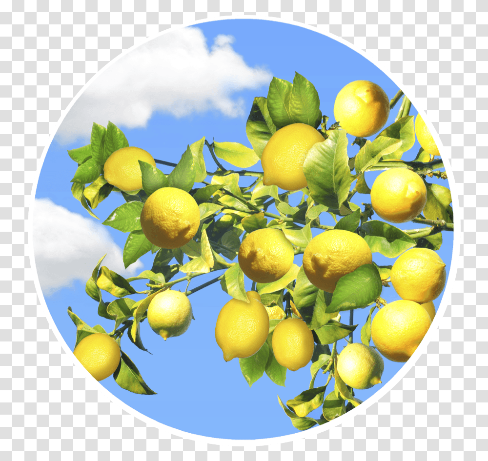 Download Lemon Tree Screen Door Magnets Screen Door Sweet Lemon, Plant, Citrus Fruit, Food, Orange Transparent Png