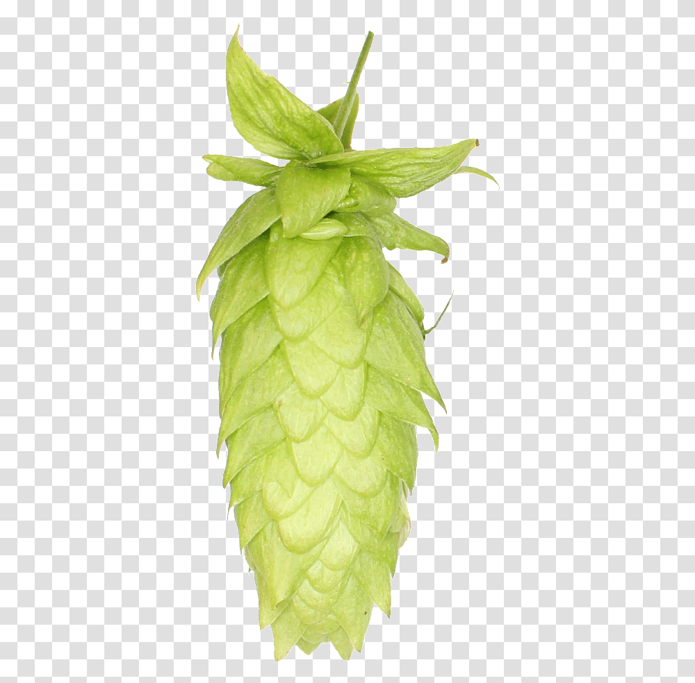 Download Lemondrop Hops Image With Hops, Leaf, Plant, Potted Plant, Vase Transparent Png