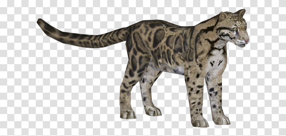 Download Leopard Clouded Download Clouded Leopard Zoo Clouded Leopard, Panther, Wildlife, Mammal, Animal Transparent Png