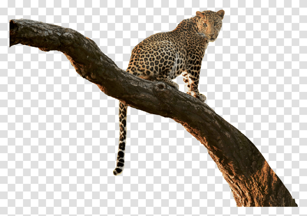 Download Leopard Cutout Tree Branch Jungle Overlay Jungle Tree Branch, Panther, Wildlife, Mammal, Animal Transparent Png