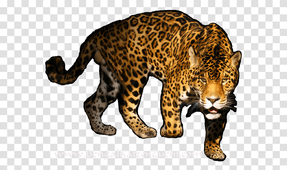 Download Leopard Image For Designing, Panther, Wildlife, Mammal, Animal Transparent Png