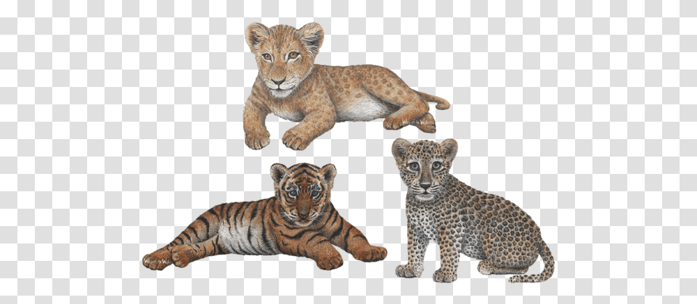 Download Leopard Jungle Animals Lion Cub Wall Leopard And Lion Cub, Tiger, Wildlife, Mammal, Panther Transparent Png