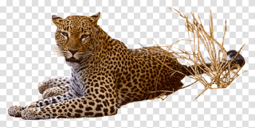 Download Leopard Pic, Panther, Wildlife, Mammal, Animal Transparent Png
