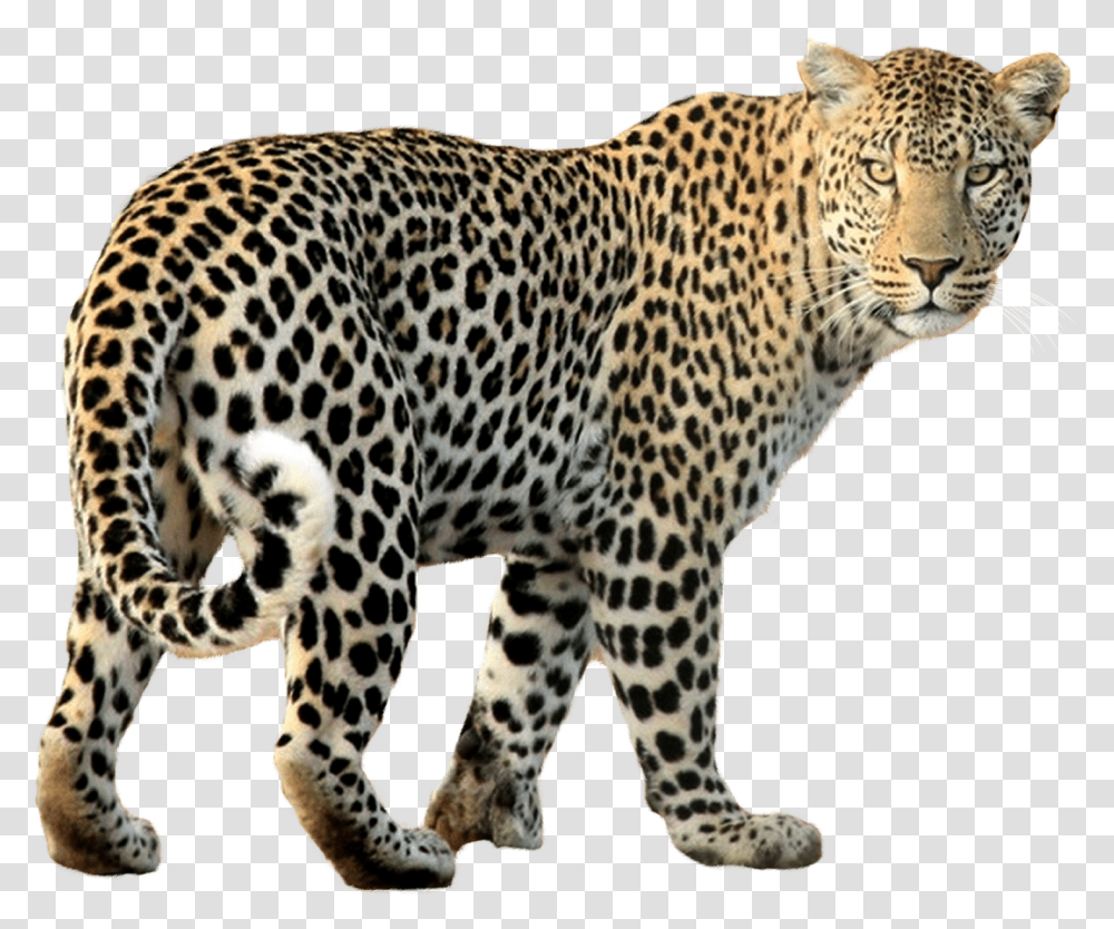 Download Leopard Walking Image For Free Leopard, Panther, Wildlife, Mammal, Animal Transparent Png