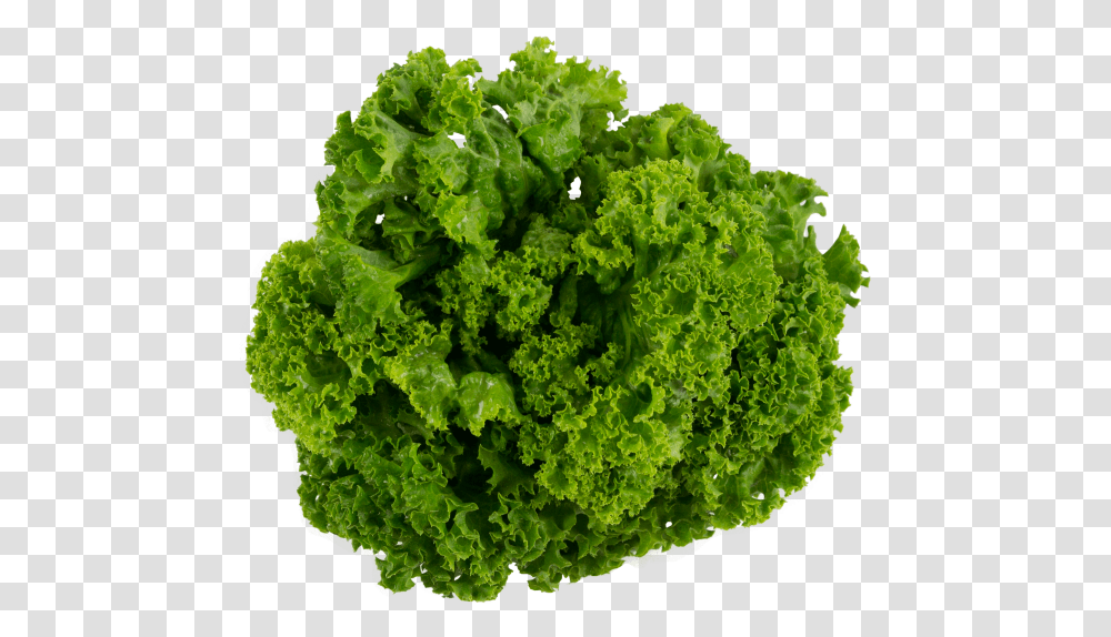 Download Lettuce Image Collard Greens Cooking Leaves, Plant, Vegetable, Food, Kale Transparent Png