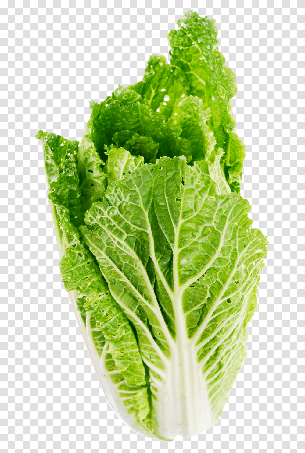 Download Lettuce Leaf Image For Free Lettuce, Plant, Vegetable, Food, Pineapple Transparent Png