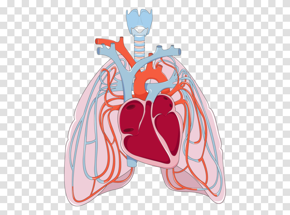 Download Library Heart Heart And Lungs Clipart, Leisure Activities, Clothing, Apparel Transparent Png
