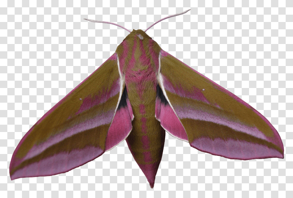 Download Liked Like Share Large Elephant Hawk Moth Large Elephant Hawk Moth, Insect, Invertebrate, Animal, Butterfly Transparent Png
