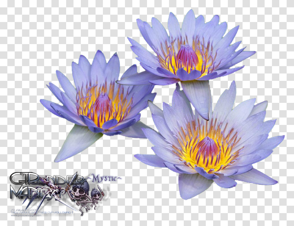 Download Liked Like Share Water Lilies Image With No Water Lilies, Plant, Flower, Blossom, Pond Lily Transparent Png