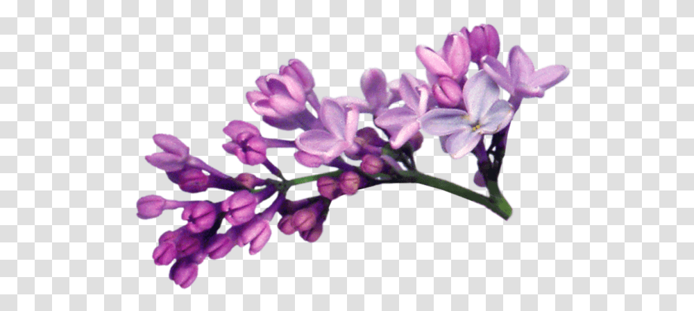 Download Lilac File Lilac Flower, Plant, Blossom, Iris, Geranium Transparent Png