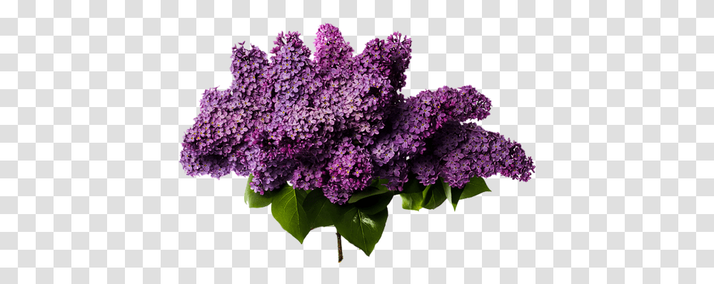 Download Lilac Photos Lilac, Plant, Flower, Blossom, Bush Transparent Png