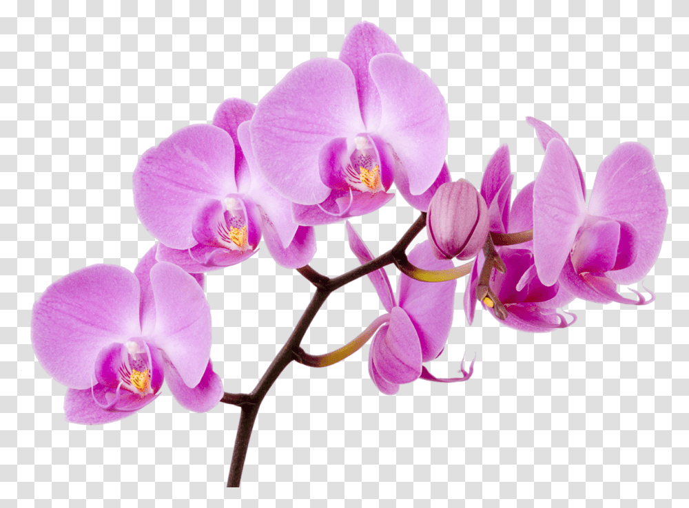Download Lilies Flower Singapore Moth Water Orchids Orchid Background Orchid Clip Art, Plant, Blossom Transparent Png