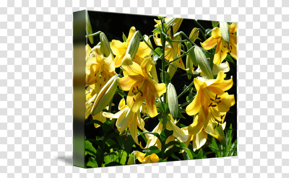 Download Lilies Yellow Lily Art Prints Floral Basle Lily Lily Flower, Plant, Blossom, Petal, Anther Transparent Png