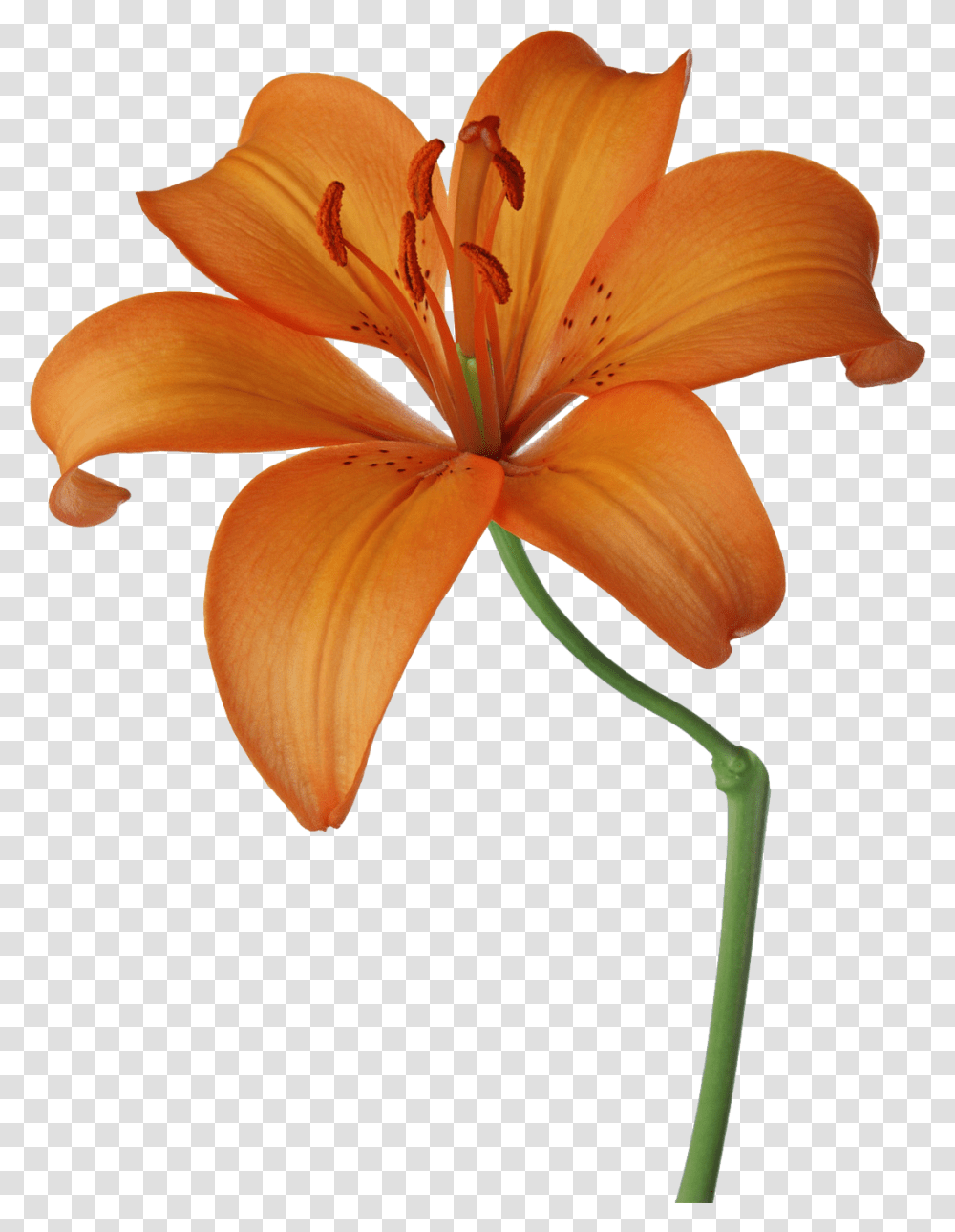 Download Lillies Drawing Orange Lily Orange Lily Flower, Plant, Blossom, Fungus, Pollen Transparent Png