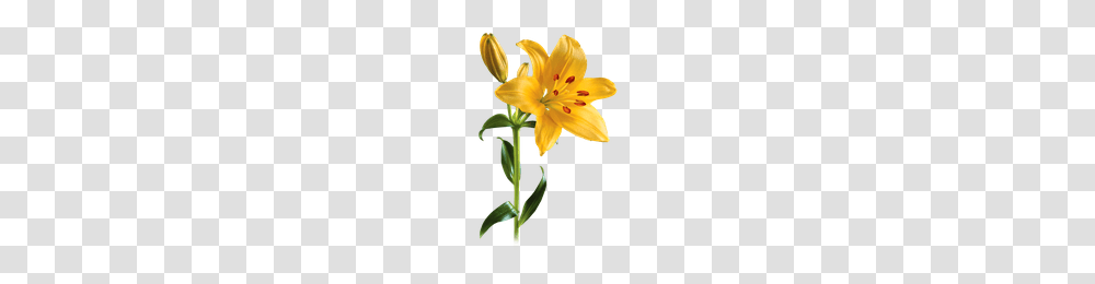 Download Lily Free Photo Images And Clipart Freepngimg, Plant, Flower, Blossom, Anther Transparent Png