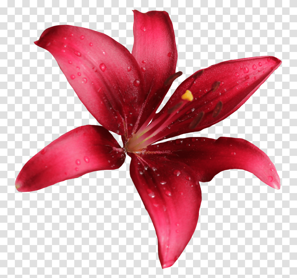Download Lily Free Red Lily Flower, Plant, Blossom, Amaryllis, Petal Transparent Png
