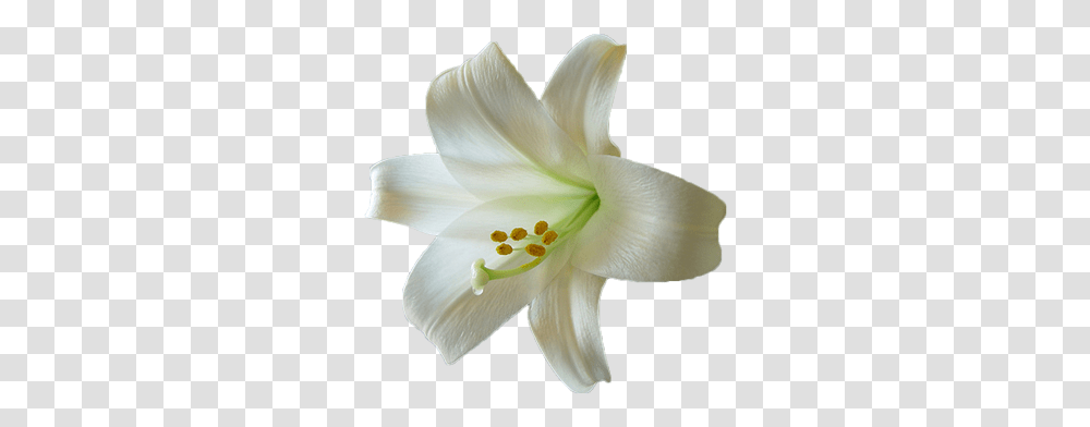 Download Lily Hq Image Easter Lily Background, Plant, Flower, Blossom Transparent Png
