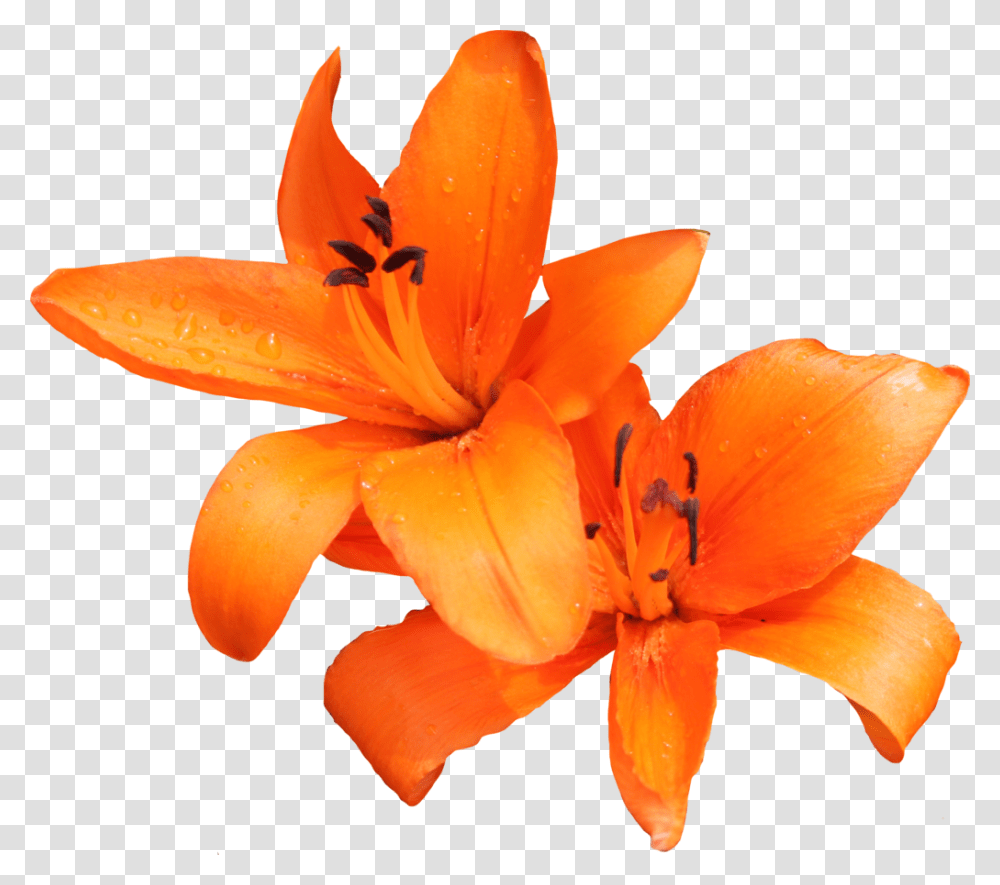 Download Lily Photo, Plant, Flower, Blossom, Fungus Transparent Png