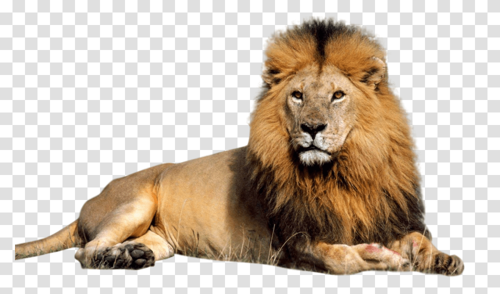 Download Lion Image For Free Lion Sitting Images Hd, Wildlife, Mammal, Animal Transparent Png