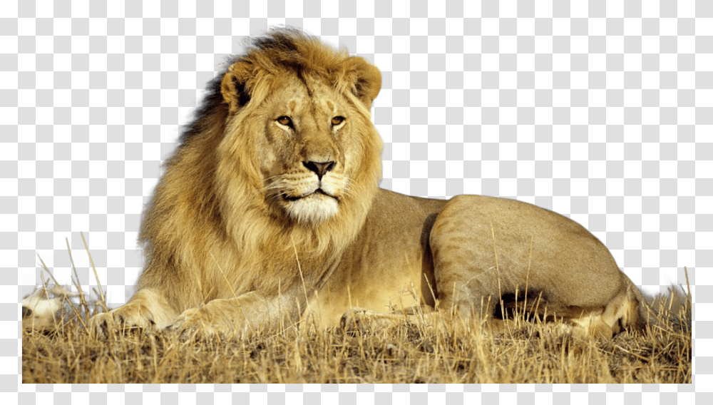 Download Lion Images Backgrounds, Wildlife, Mammal, Animal Transparent Png