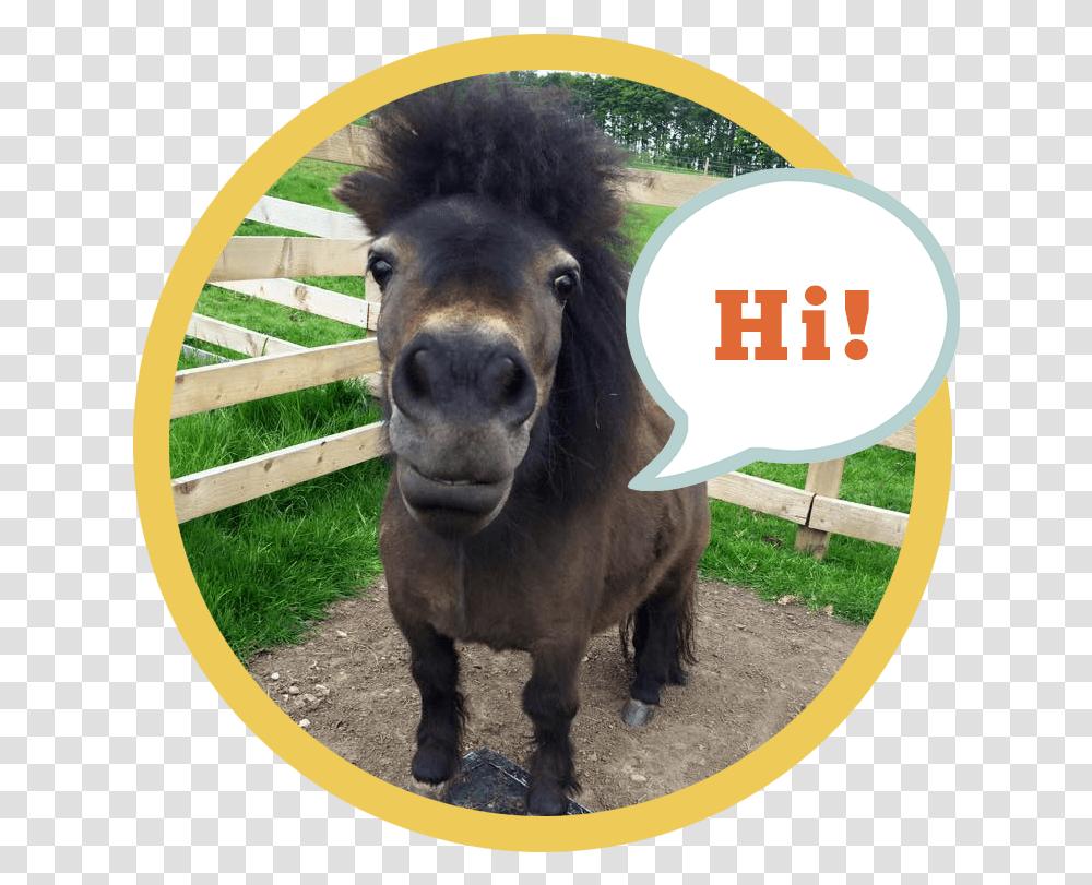Download Little Alf Says Hello Working Animal, Donkey, Mammal, Dog, Pet Transparent Png