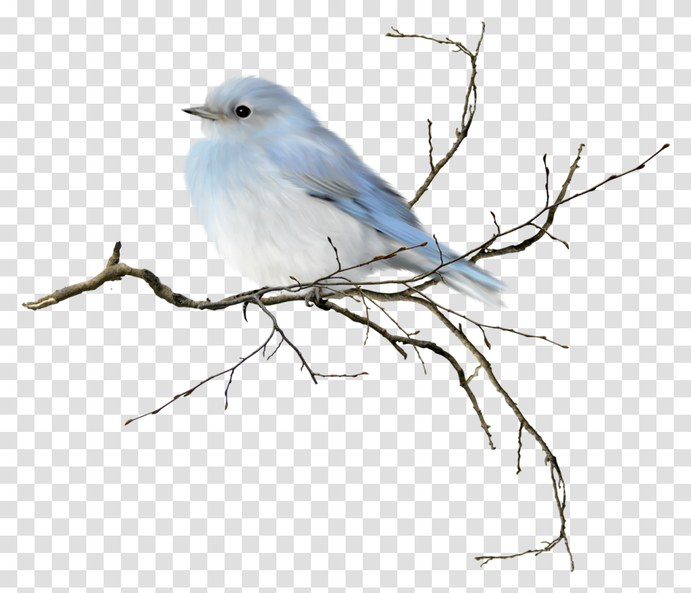 Download Little Blue Bird Would Be Neat To Frame Pastels Or Water Color Bird Clipart, Animal, Jay, Bluebird, Blue Jay Transparent Png