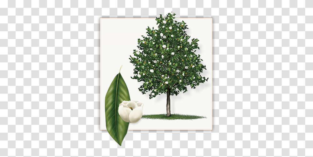 Download Little Gem Magnolia Tree This Big Little Gem Magnolia Tree, Plant, Ornament, Bush, Vegetation Transparent Png