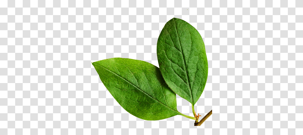 Download Live Pure Free & Simple Orange Tree Leaf Orange Tree Leaf, Plant, Tennis Ball, Sport, Sports Transparent Png