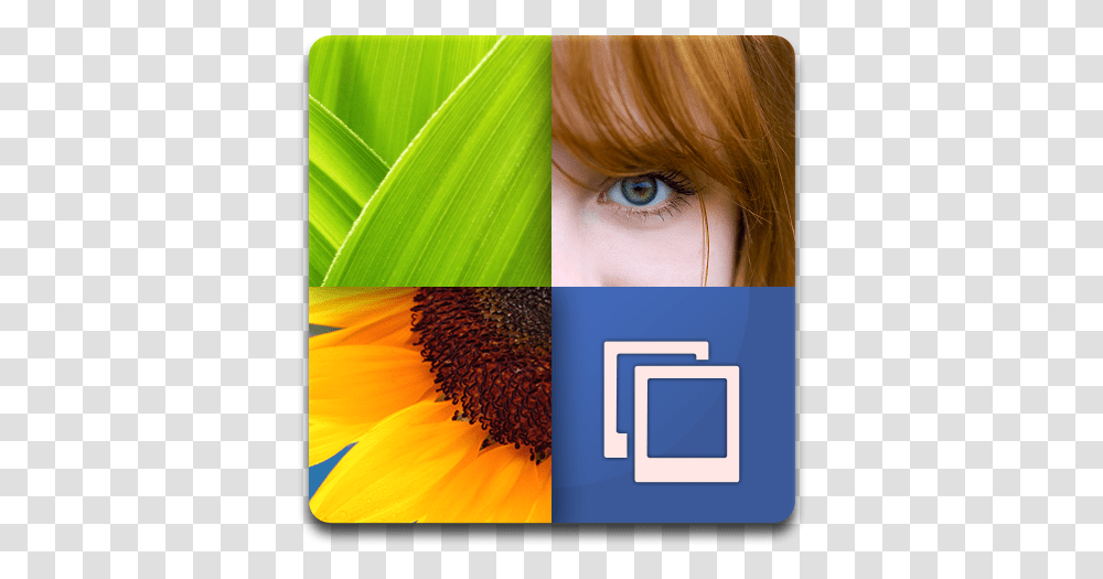 Download Live Wallpaper Icon Gallery Wallpaper, Plant, Flower, Blossom, Person Transparent Png