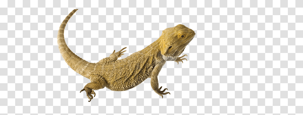 Download Lizard Clipart Bearded Dragon Central Bearded Dragon, Reptile, Animal, Iguana, Hook Transparent Png