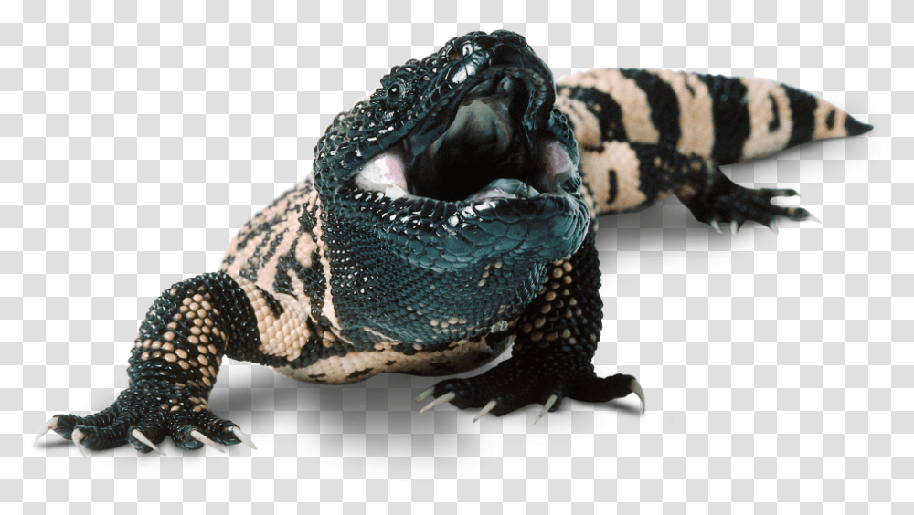 Download Lizard Images Mexican Beaded Lizard Facts, Reptile, Animal, Turtle, Sea Life Transparent Png