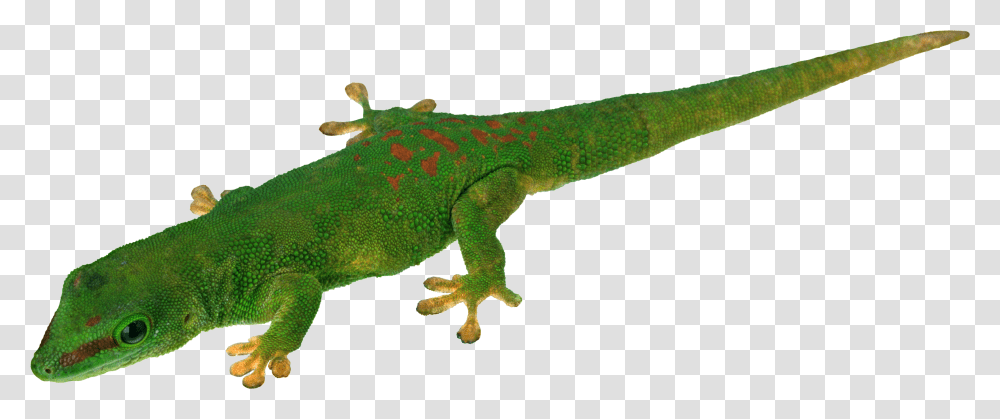 Download Lizard, Reptile, Animal, Gecko, Anole Transparent Png