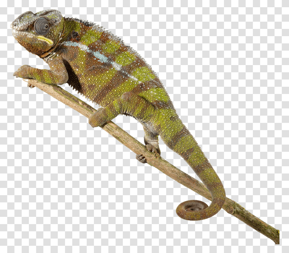 Download Lizardpngtransparentimagestransparent Reptiles, Animal, Iguana Transparent Png