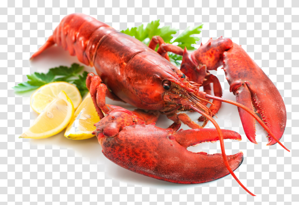 Download Lobster Lobster, Seafood, Sea Life, Animal Transparent Png