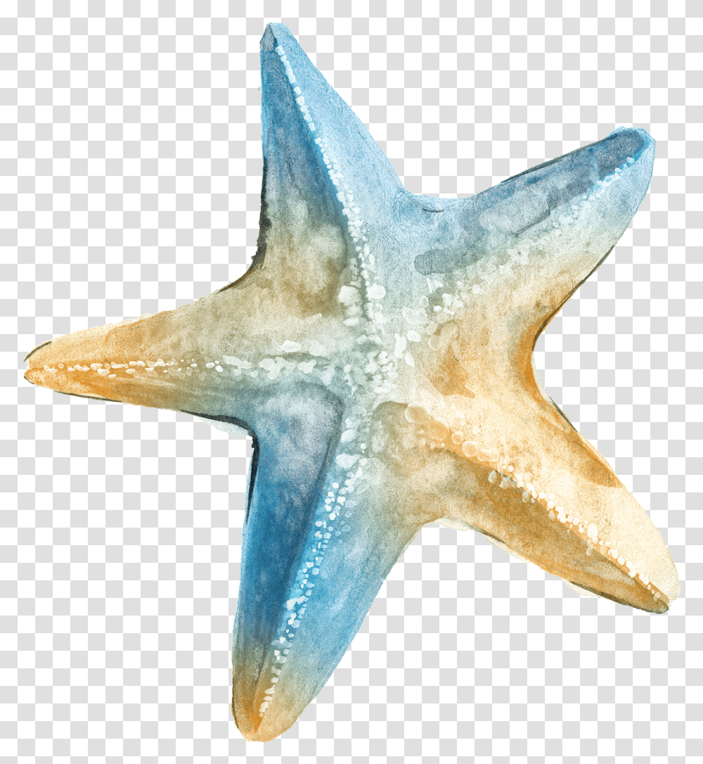 Download Logo Ta Clip Art Background Sea Star Watercolor Starfish, Axe, Tool, Invertebrate, Sea Life Transparent Png