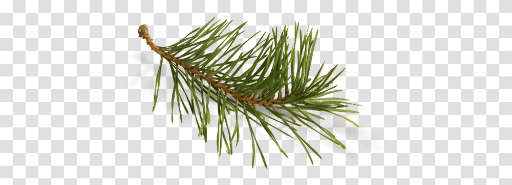 Download Long Needle Pine Clip Art Pond Pine, Tree, Plant, Fir, Abies Transparent Png
