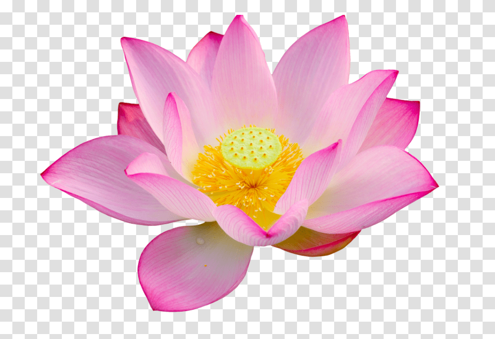Download Lotus Big Size Background Lotus Hd, Plant, Lily, Flower, Blossom Transparent Png