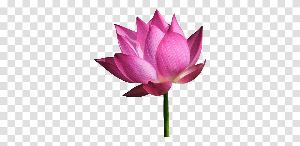 Download Lotus File Portable Network Graphics, Lily, Flower, Plant, Blossom Transparent Png