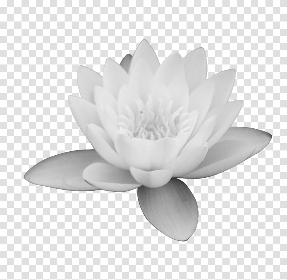 Download Lotus Flower Images Free Sacred Lotus, Plant, Blossom, Lily, Pond Lily Transparent Png
