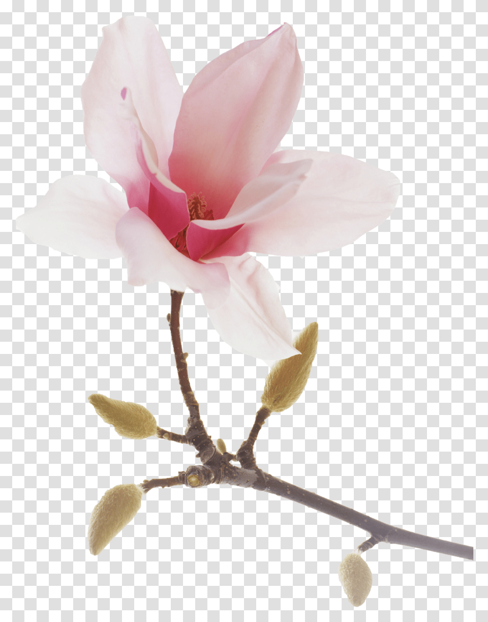 Download Lotus Flowers Magnolia, Plant, Blossom, Lily, Rose Transparent Png