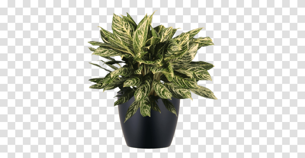Download Low Light Indoor Aglaonema Flowerpot, Plant, Leaf, Potted Plant, Vase Transparent Png