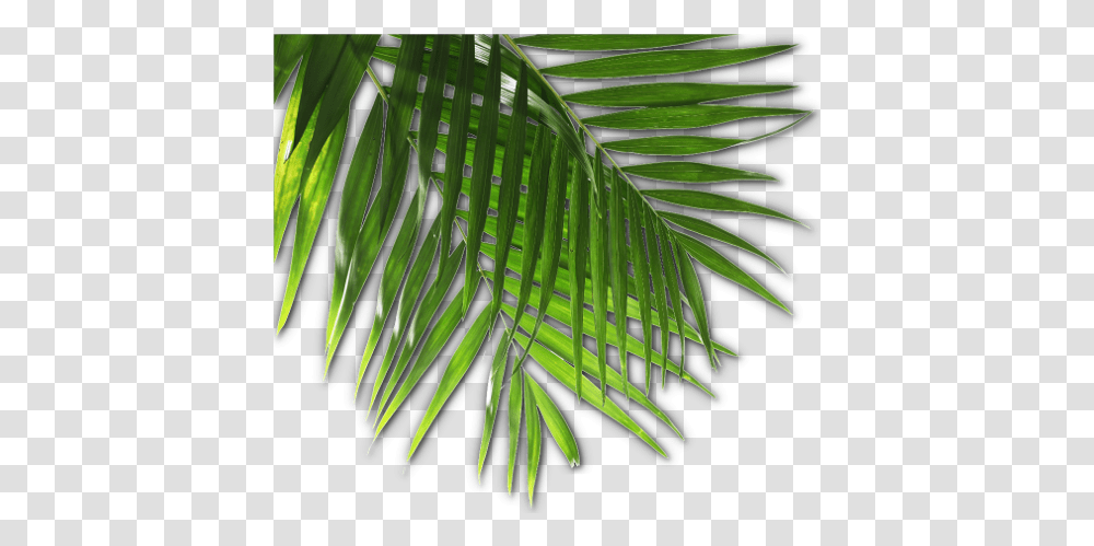 Download Luau Image With No Luau, Leaf, Plant, Tree, Green Transparent Png