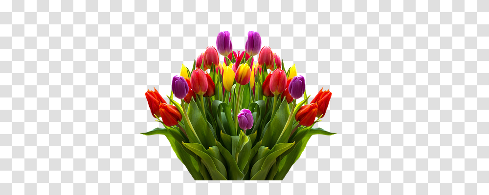 Download Lukisan Bunga Tulip Tulips Flowers, Plant, Blossom, Flower Bouquet, Flower Arrangement Transparent Png