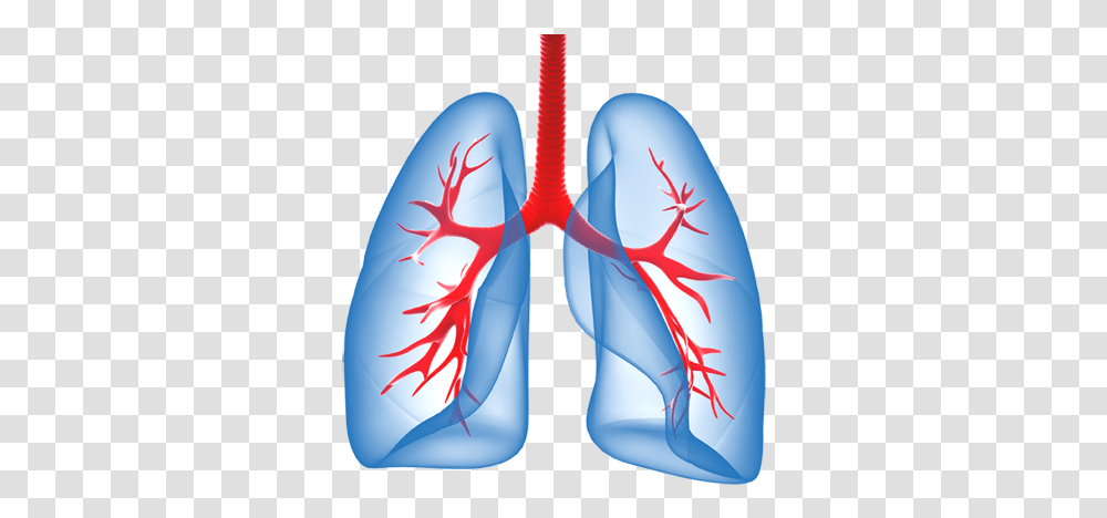 Download Lungs, Clothing, Apparel, Graphics, Art Transparent Png