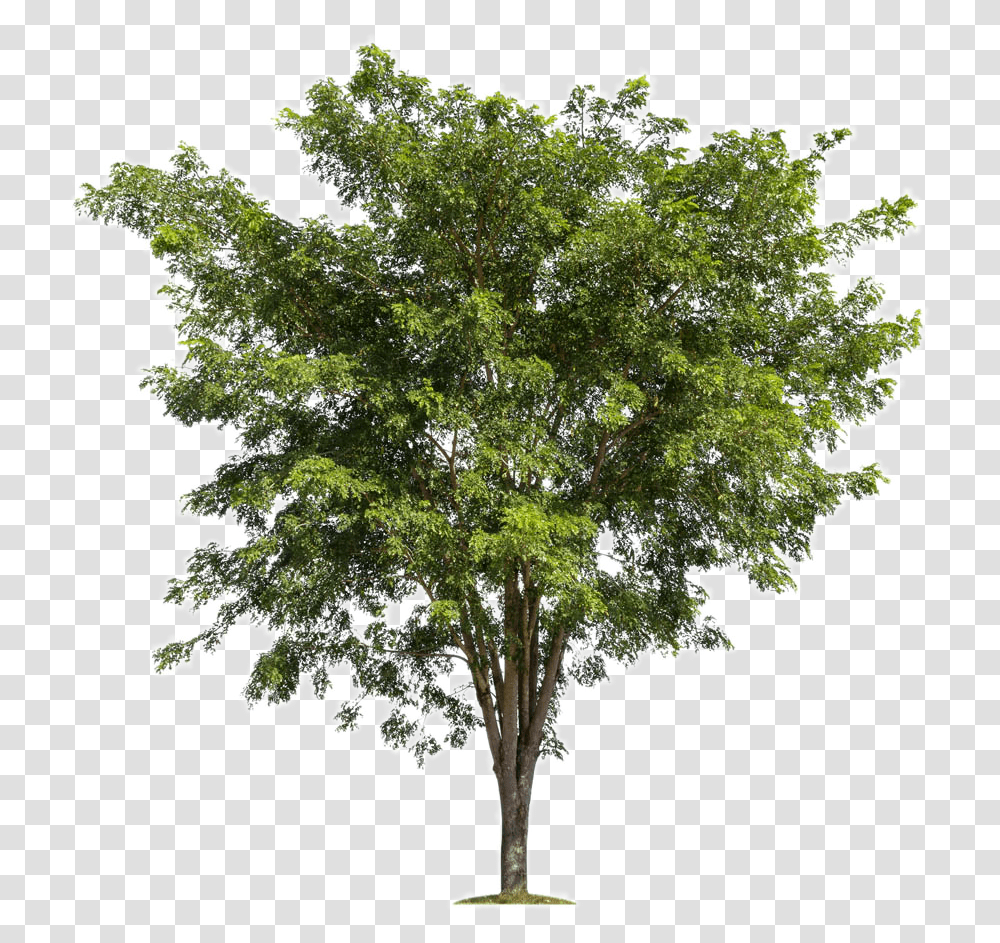 Download Lush Trees Tree Forest Branch Background Tree, Plant, Oak, Maple, Sycamore Transparent Png