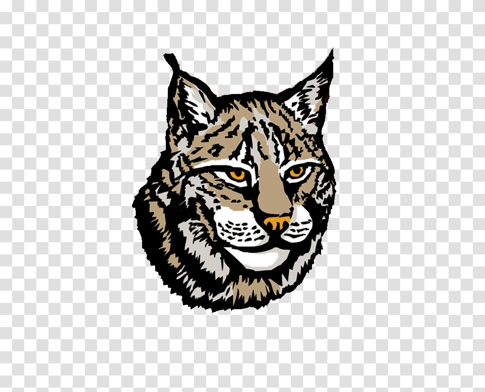 Download Lynx Image Lynx, Mammal, Animal, Wildlife, Tiger Transparent Png