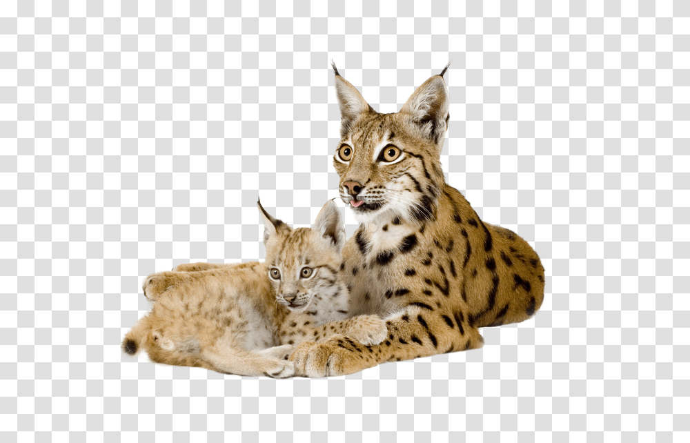 Download Lynx, Wildlife, Mammal, Animal, Panther Transparent Png